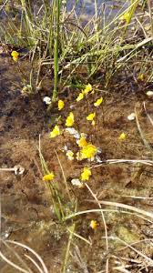 Image result for Utricularia tortilis
