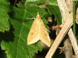 Recorded from most coastal stations and many gardens. Udea Ferrugalis Hubner 1796 Biodiversidade