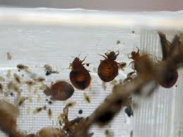 Pest droppings are the classic sign off a pest infestation. House Pests That Are Even Worse Than Bedbugs