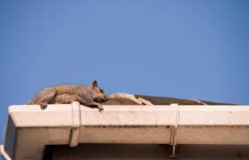 Ground squirrels primarily belong to the long bodied terrestrial rodents. How Gutter Cleaning Prevents Pest Problems Discount Gutter Services