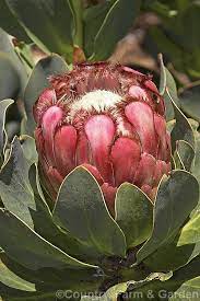 Pin On Flowers