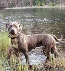 They are not as prevalent as other pitbulls, but are growing in popularity due to an increase in demand and inbreeding. Pitbull Colors 23 Coat Color Variations Explained With Pictures