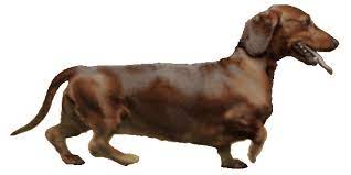 Intro Dog Walk Gif 600 300 Weiner Dog Dogs Dog Walking