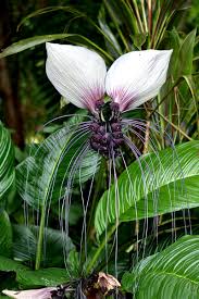 Tacca chantrieri bat flower plant. In Defense Of Plants