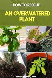 How To Rescue An Overwatered Plant 5 Steps Farmfoodfamily Plants Overwatering Plants Plant Care