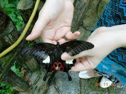 Today.my boyfren n i went to tmn rama2.actually we not intend to go, but my father just give me a suggestion to go there.i think the last time i went there when i was in standrd 2.huhu. Butterfly At Kl Taman Rama Rama Mapio Net