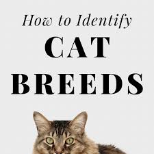 That is just a description of the coat pattern. How To Identify Cat Breeds From Ear Tufts To Fluffy Tails Pethelpful By Fellow Animal Lovers And Experts