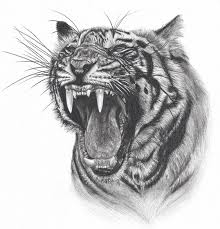 In this tutorial i'll show you how to draw realistic cheetahs. How To Draw Tiger Face Roaring Step By Step Easy For Beginners Video Tutorial Rock Draw