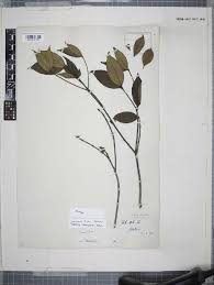 Image result for Rytigynia acuminatissima