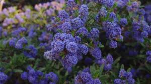 We did not find results for: Ceanothus Concha California Mountain Lilac