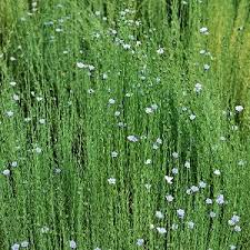 Image result for Linum usitatissimum