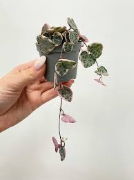 Image result for Ceropegia papillata