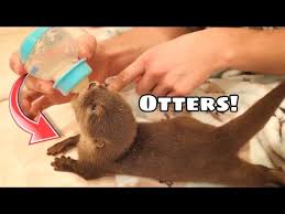 How does he look so happy, when i tryed a to give mine a bath he had a fit trying to get out. Baby Otters At My House Where Did They Come From Youtube