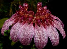 Image result for Bulbophyllum burttii