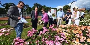From the peace rose to the revolutionary knock out® and drift® roses, star® roses and plants is a leading genetics company. An Impression Of The International Rose Trials In Nyon The List Of Award Winners