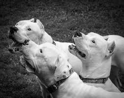 dogo argentino argentina mastiff perros salvajes razas de perros perros