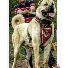 Maallah Hesab Takip Edin Kangal Power Kangal Kanqal Qurdbasar Volkodav Qoyun Qurd Wolf Volk Canavarbozkoruma Alabay Ala Animals Dogs Two By Two