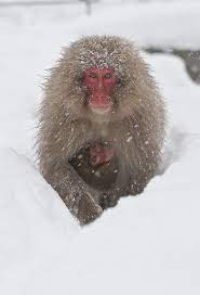 Snow Monkey Snow Monkey Snow Mother And Baby