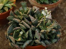 The graham cracker crust is made with graham cracker. Adromischus Cristatus Crinkle Leaf Plant World Of Succulents