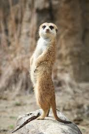 cute little animals cute animals beautiful creatures