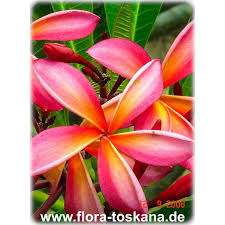 Image result for Plumeria rubra