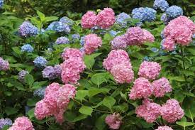 These flowers grow as perennials in warm climates but can work as annuals elsewhere. Hydrangeas For Every Garden Official Georgia Tourism Travel Website Explore Georgia Org