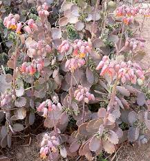 Image result for Kalanchoe fedtschenkoi