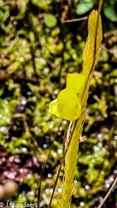 Image result for Utricularia subulata