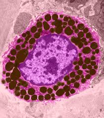 Image result for Mast Cell