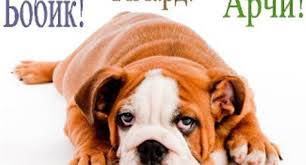 populyarnye krasivye prikolnye i redkie klichki dlya kobelej sobak raznyh porod