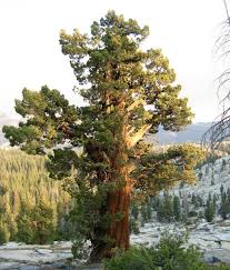 Image result for Calocedrus decurrens