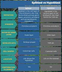 Difference Between Epiblast And Hypoblast 3 In 2020 Circulatory System Peripheral Nervous System Contingency Theory