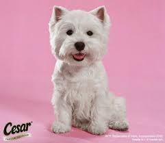 Writing Weirdness And Westies An A2z Post