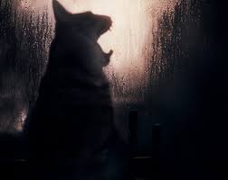 Image result for kitler