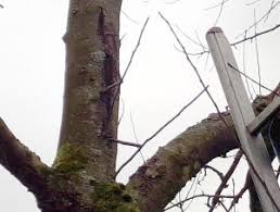 As always, please contact us if you have any questions! Training Trees Fao