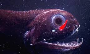 Deep Sea Fish 8212 Black Dragonfish Long Nosed Chimaera Blobfish Hatchet Fish Giant Oarfish Barreleye Fish Deep Sea Creatures Deep Sea Fishing Sea Fish