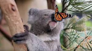 Hope You Guys Are Having A Fantastic Day Follow Look A Koala For More Koalas Koala Koalas Cutekoala Cute Koala Animales Bebes Animales Adorables