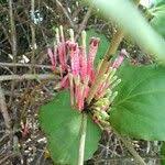 Image result for Tapinanthus erectotruncatus