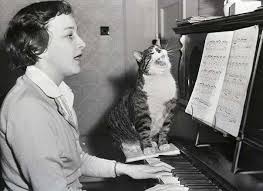 Join the newsletter join the newsletter. Is There An Unspoken Bond Between Singers And Cats Blogbestpet