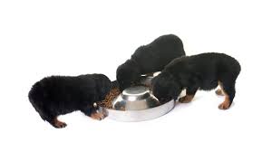 how much should i feed my rottweiler rottweilerhq com