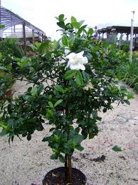 Image result for Gardenia