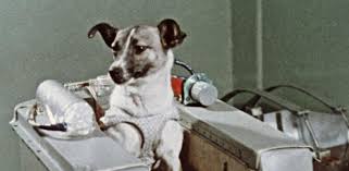 Авторские права © 2021 sputnik 2. 60 Years Ago Today Laika The Cosmonaut Dog World Air Sports Federation