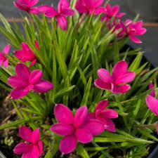 Image result for Ledebouria cooperi