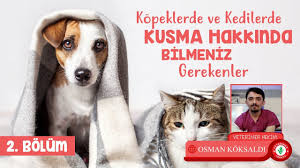 Kopek Ve Kedi Neden Kusar Detayli Anlatim Bolum 2 Veteriner Hekim Anlatiyor Youtube