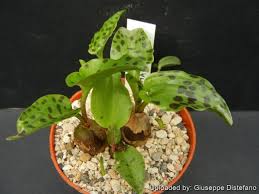 Image result for Lobelia petiolata