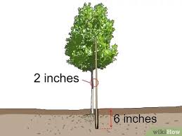 Cette technique demande quelques connaissances dans les tailles pour être menée à bien. 3 Manieres De Tuteurer Un Arbre Ou Un Arbuste Wikihow