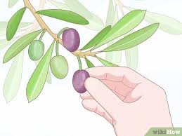 Ein olivenbaum muss in der regel nicht verschnitten werden, da er ohnehin vergleichsweise langsam wächst. Einen Olivenbaum Beschneiden 14 Schritte Mit Bildern Wikihow