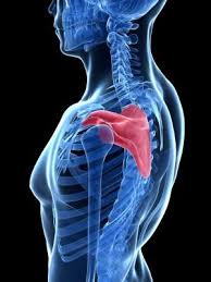 The Scapula How It Can Make Or Break You Scapula Physical Therapy Shoulder Anatomy