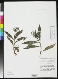 Image result for Aneilema beniniense