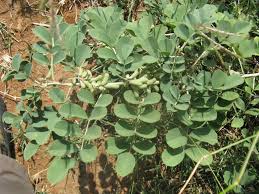 Image result for Indigofera roseo-caerulea